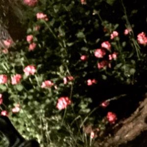 Meet your Posher, Dylan